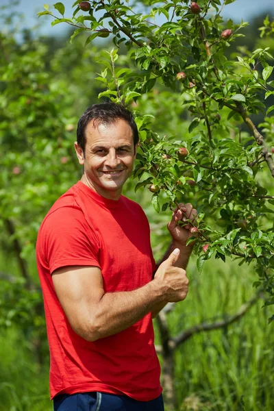 Boer appelbomen controleren — Stockfoto