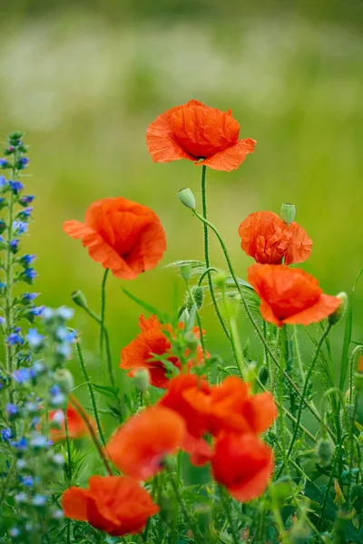 Rode papaver bloemen — Stockfoto