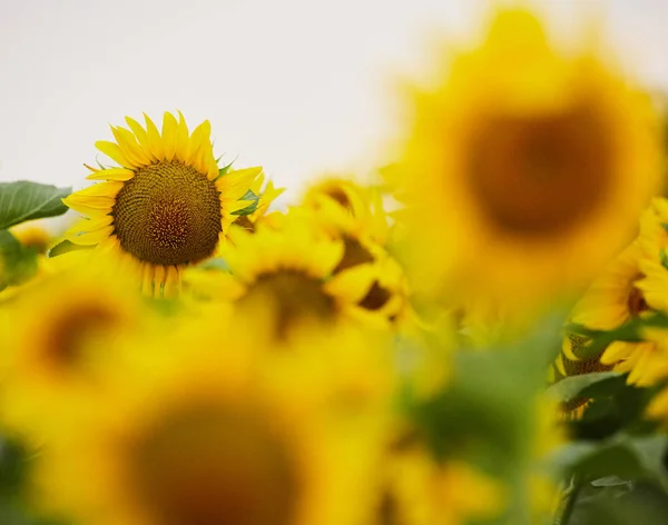 Feld der reifen Sonnenblumen — Stockfoto