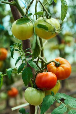 Homegrown olgunlaşma domates