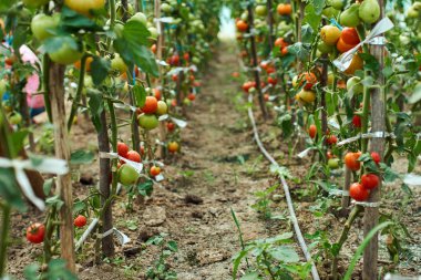 Homegrown olgunlaşma domates