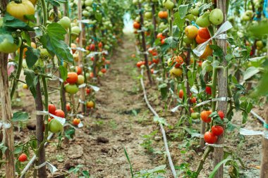 Homegrown olgunlaşma domates