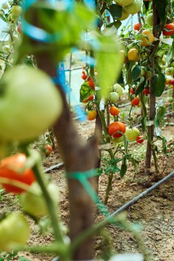 Homegrown olgunlaşma domates