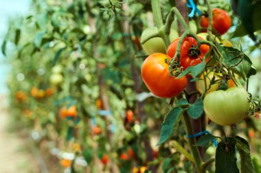 Homegrown olgunlaşma domates