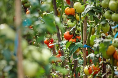 Homegrown olgunlaşma domates