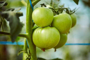 Homegrown yeşil olgunlaşmamış domates