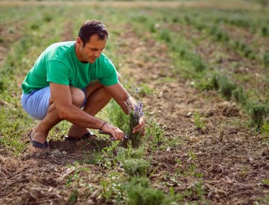 Çiftçi hasat lavanta