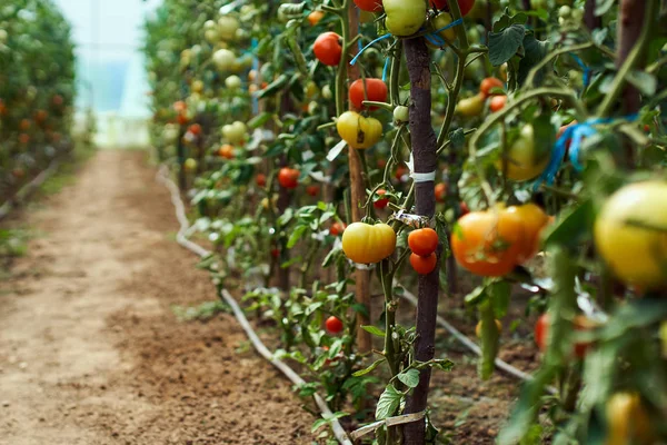 Domácí zrání rajčat — Stock fotografie