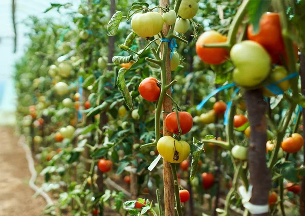 Tomates em amadurecimento caseiros — Fotografia de Stock