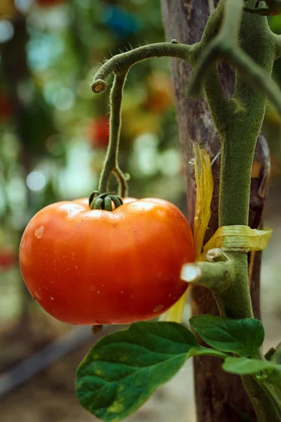Reifende Tomaten aus eigenem Anbau — Stockfoto