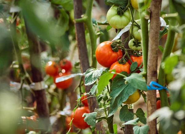 Homegrown ντομάτες ωρίμανσης — Φωτογραφία Αρχείου