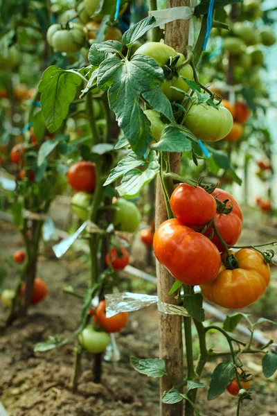 Homegrown ripening tomatoes — Stock Photo, Image