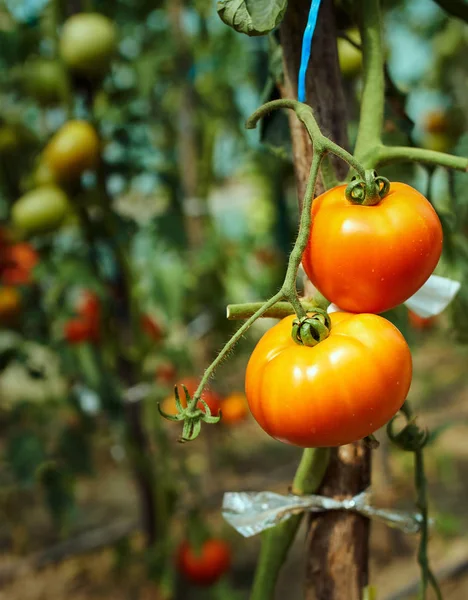 Reifende Tomaten aus eigenem Anbau — Stockfoto