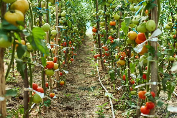 Egenutvecklade mognande tomater — Stockfoto