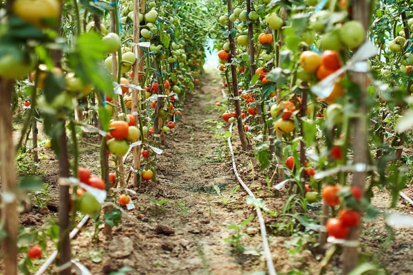 Egenutvecklade mognande tomater — Stockfoto
