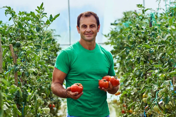 Agricultor caucasiano colhendo tomates frescos — Fotografia de Stock