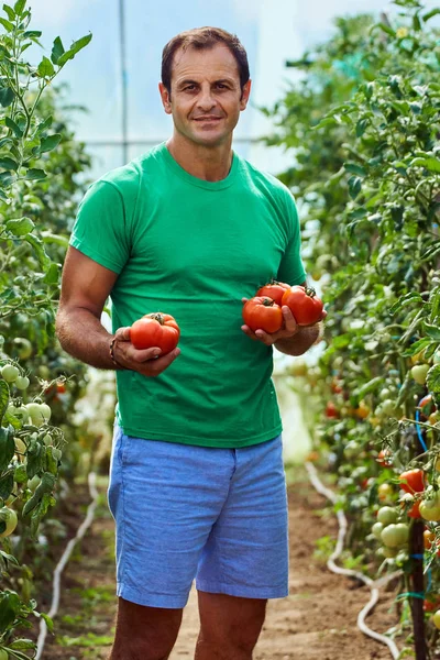 Agricoltore caucasico raccogliere pomodori freschi — Foto Stock