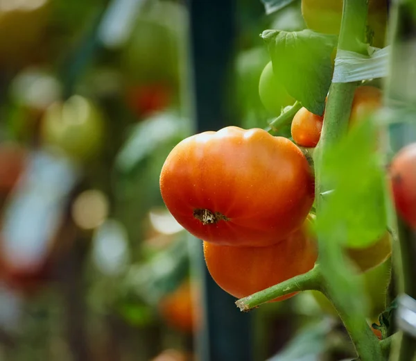 Homegrown ripening tomatoes — Stock Photo, Image