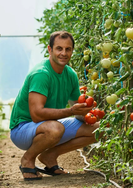 Agricultor caucasiano colhendo tomates frescos — Fotografia de Stock
