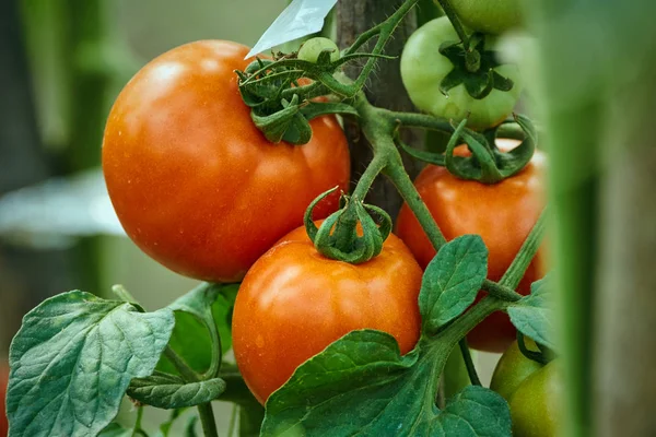 Homegrown ντομάτες ωρίμανσης — Φωτογραφία Αρχείου