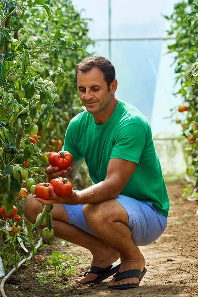 白人農家ピッキング フレッシュ トマト — ストック写真
