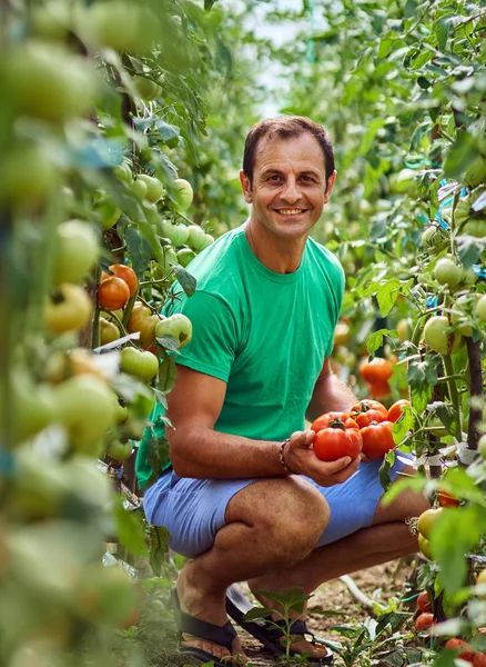 Agricultor caucásico recogiendo tomates frescos —  Fotos de Stock