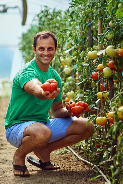 白种人农民采摘新鲜的西红柿 — 图库照片