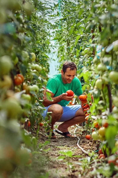 Agricultor caucasiano colhendo tomates frescos — Fotografia de Stock