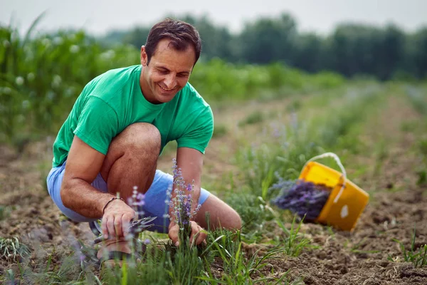 Lavanda para colheita de agricultores — Fotografia de Stock