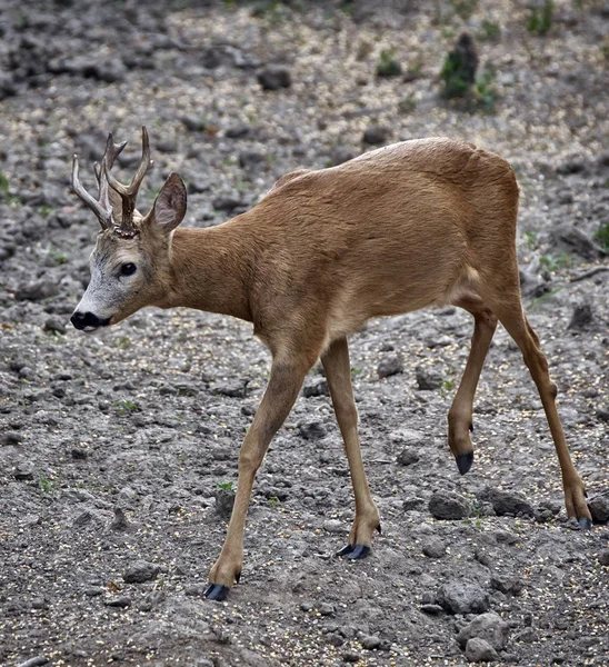 Giovane roebuck maschio — Foto Stock