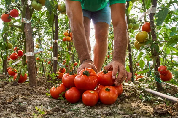 Kaukasische boer plukken verse tomaten — Stockfoto