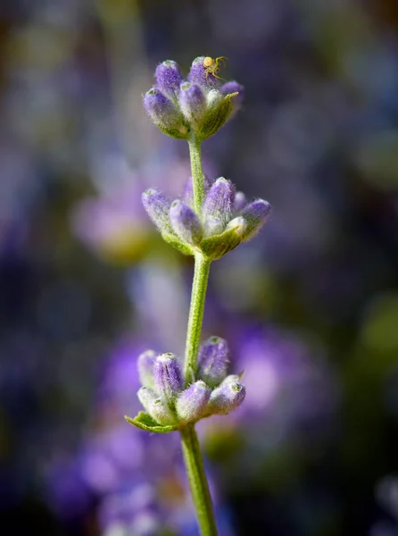 Lavendel kvistar blommor — Stockfoto