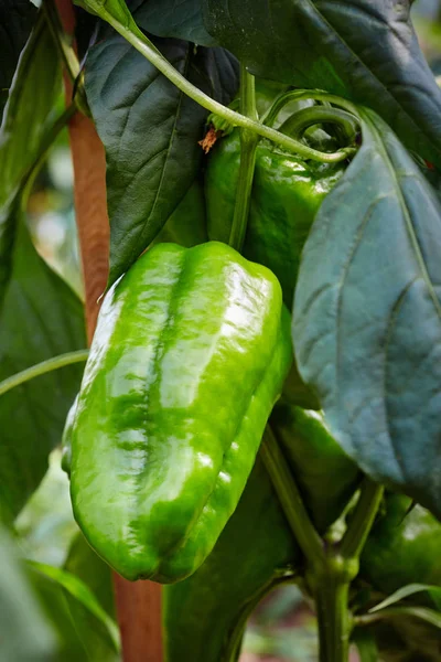 Grön paprika i trädgården — Stockfoto