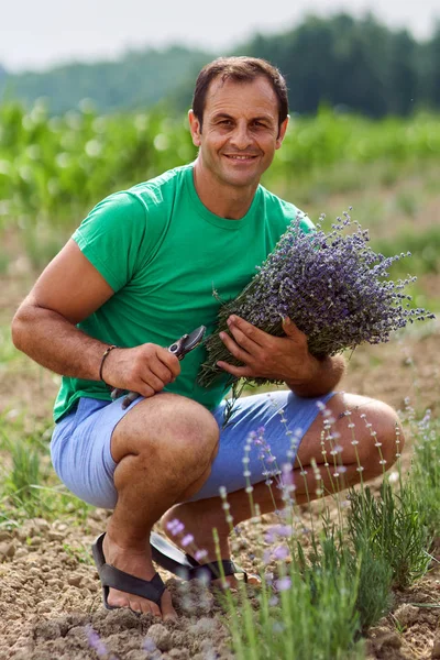Boer oogsten van lavendel — Stockfoto