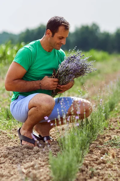 Boer oogsten van lavendel — Stockfoto