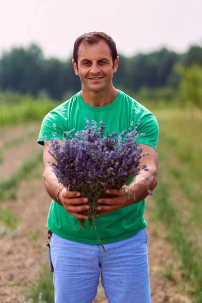 Landwirt erntet Lavendel — Stockfoto