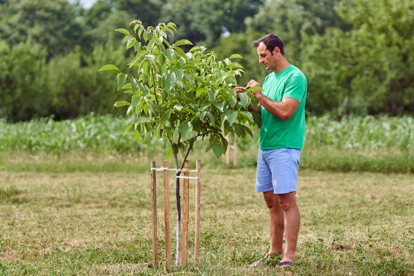 Kaukasischer Bauer in der Nähe eines jungen Walnussbaums — Stockfoto