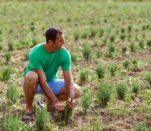 라벤더를 수확 하는 농부 — 스톡 사진