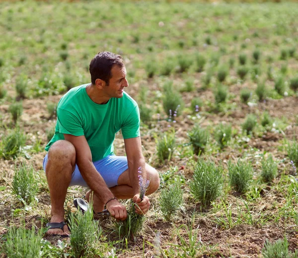 Boer oogsten van lavendel — Stockfoto