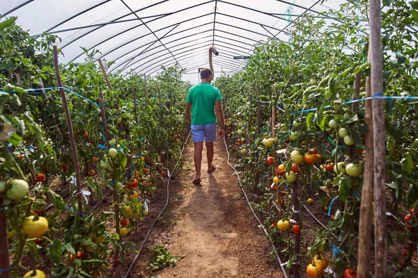 Agricultor caucasiano colhendo tomates frescos — Fotografia de Stock