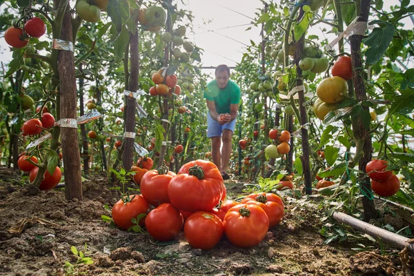 Καυκάσιος αγρότης picking φρέσκες ντομάτες — Φωτογραφία Αρχείου