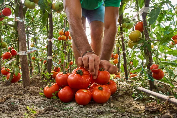 Καυκάσιος αγρότης picking φρέσκες ντομάτες — Φωτογραφία Αρχείου