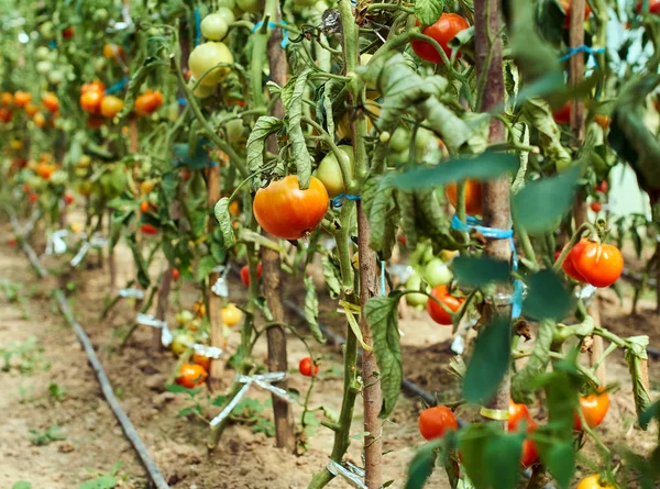 Reifende Tomaten aus eigenem Anbau Stockbild