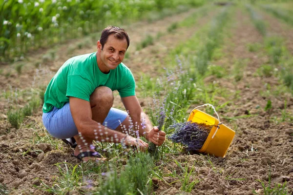 Boer oogsten van lavendel Rechtenvrije Stockfoto's