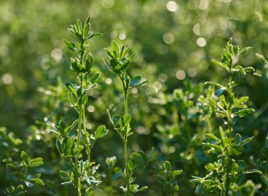Lucerne bir alanda closeup 