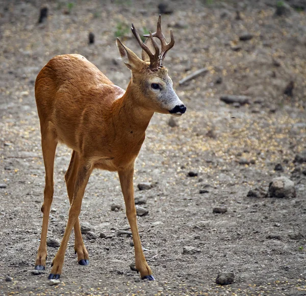 Erkek roebuck orman tarafından — Stok fotoğraf