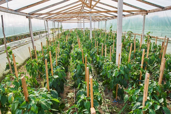 Rows of pepper bells — Stock Photo, Image