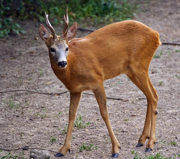 Erkek roebuck orman tarafından