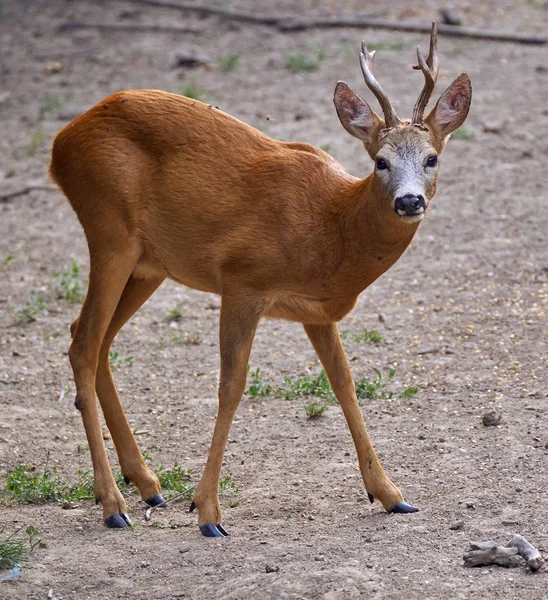 Male roebuck by the forest — Stock Photo, Image