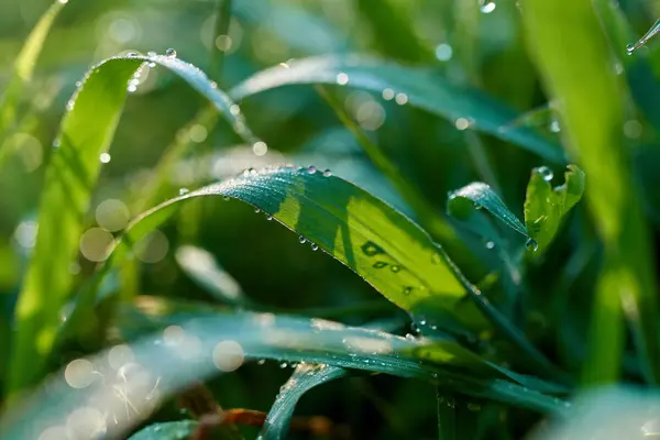 Rosée du matin sur l'herbe — Photo